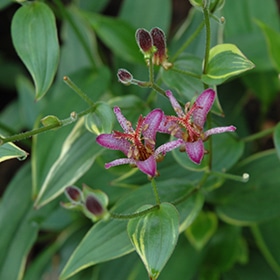 'Gilt Edge' Toad Lily