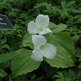 White Trillium