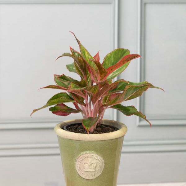 Chinese Evergreens (Aglaonema) - Image 2
