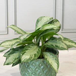 Chinese Evergreens (Aglaonema)