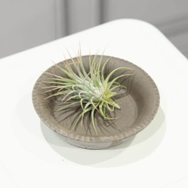 Air Plants (Tillandsia) - Image 2