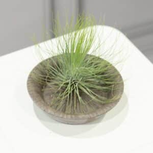 Air Plants (Tillandsia)