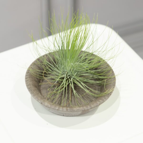 Air Plants (Tillandsia)