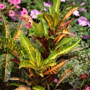 Croton