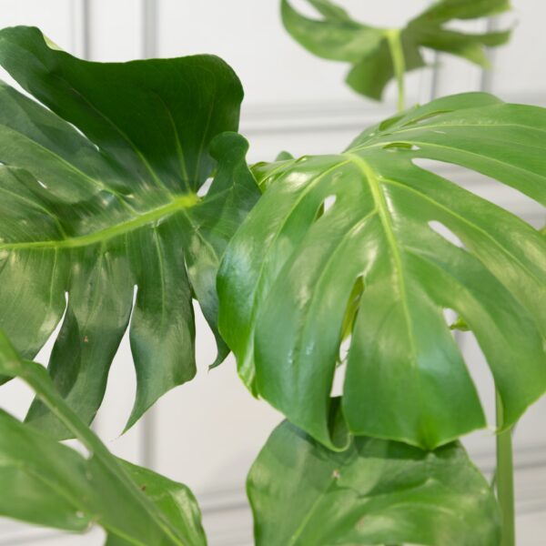 Monstera Split-Leaf Philodendron - Image 3