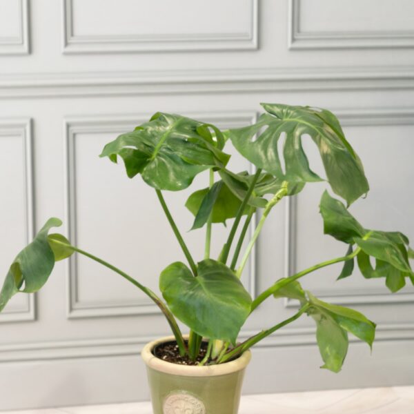 Monstera Split-Leaf Philodendron - Image 4