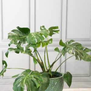 Monstera Split-Leaf Philodendron