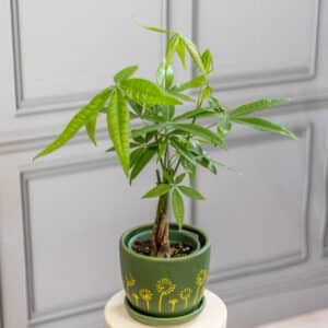 Money Tree