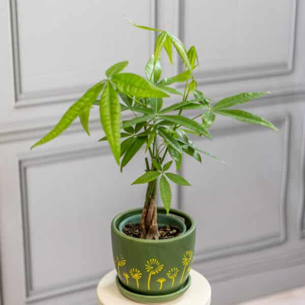 Money Tree