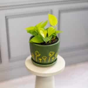 Pothos