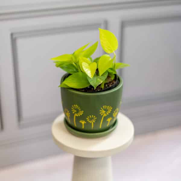 Pothos