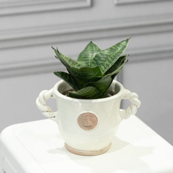 Snake Plant - Image 4