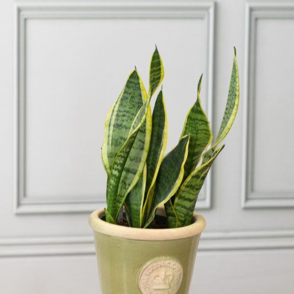 Snake Plant - Image 3