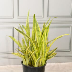 Snake Plant