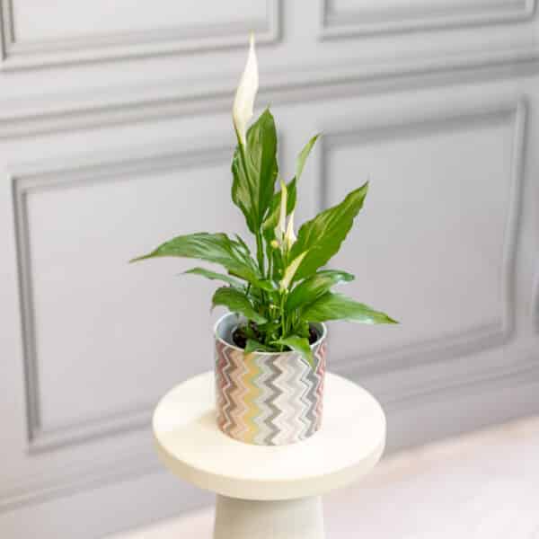 Spathiphyllum $10.99