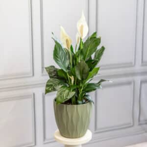 Peace Lily