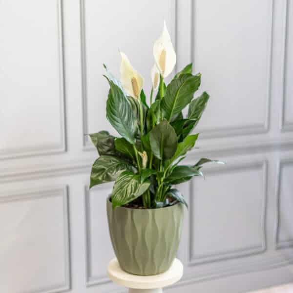 Peace Lily