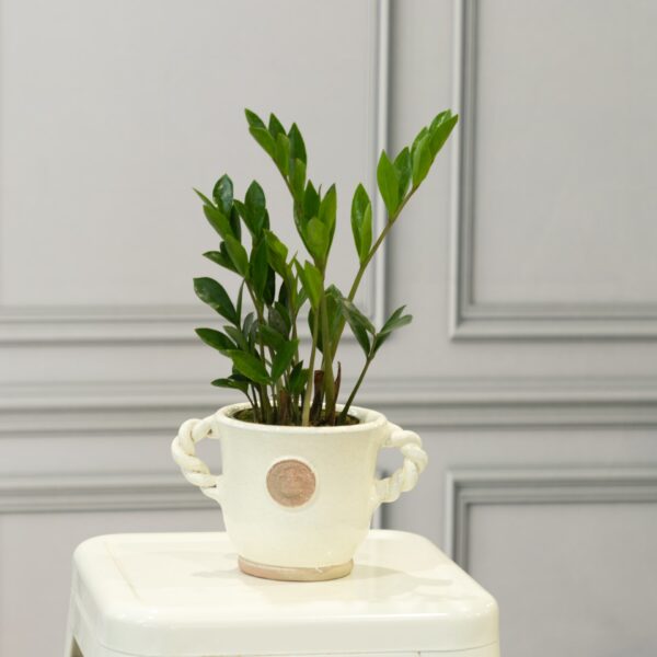 ZZ Plant $14.99