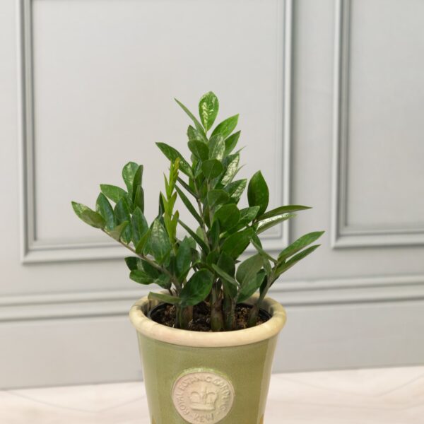 ZZ Plant $26.99