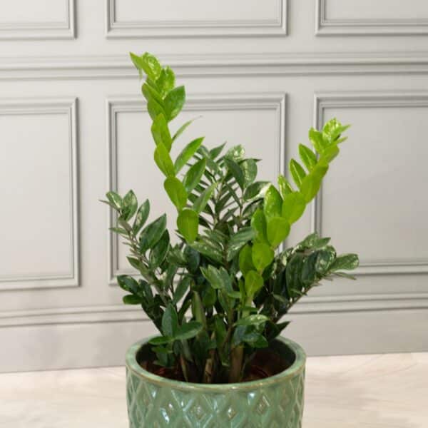 ZZ Plant $69.99