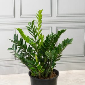 ZZ Plant