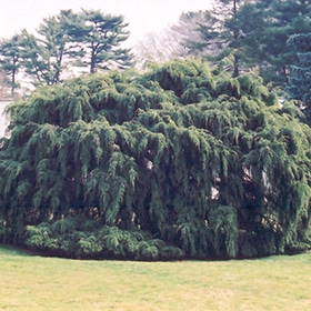 Hemlock, Weeping