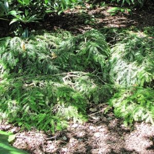 Hemlock, Prostrate