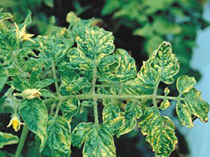Are you looking for tomato mosaic virus treatments? You’ve come to the right place. Let plant specialists teach you how to rid your yard and garden of this virus.