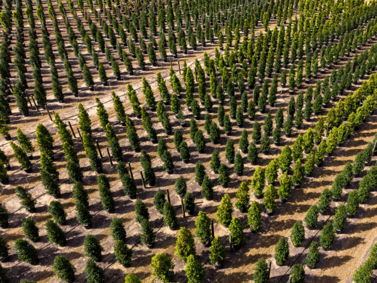 Aerial view of tree nursery