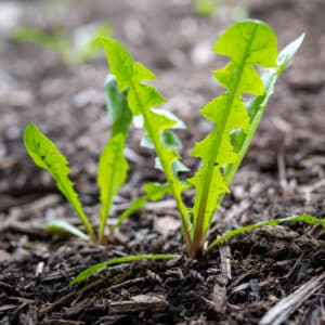 Weed in the garden