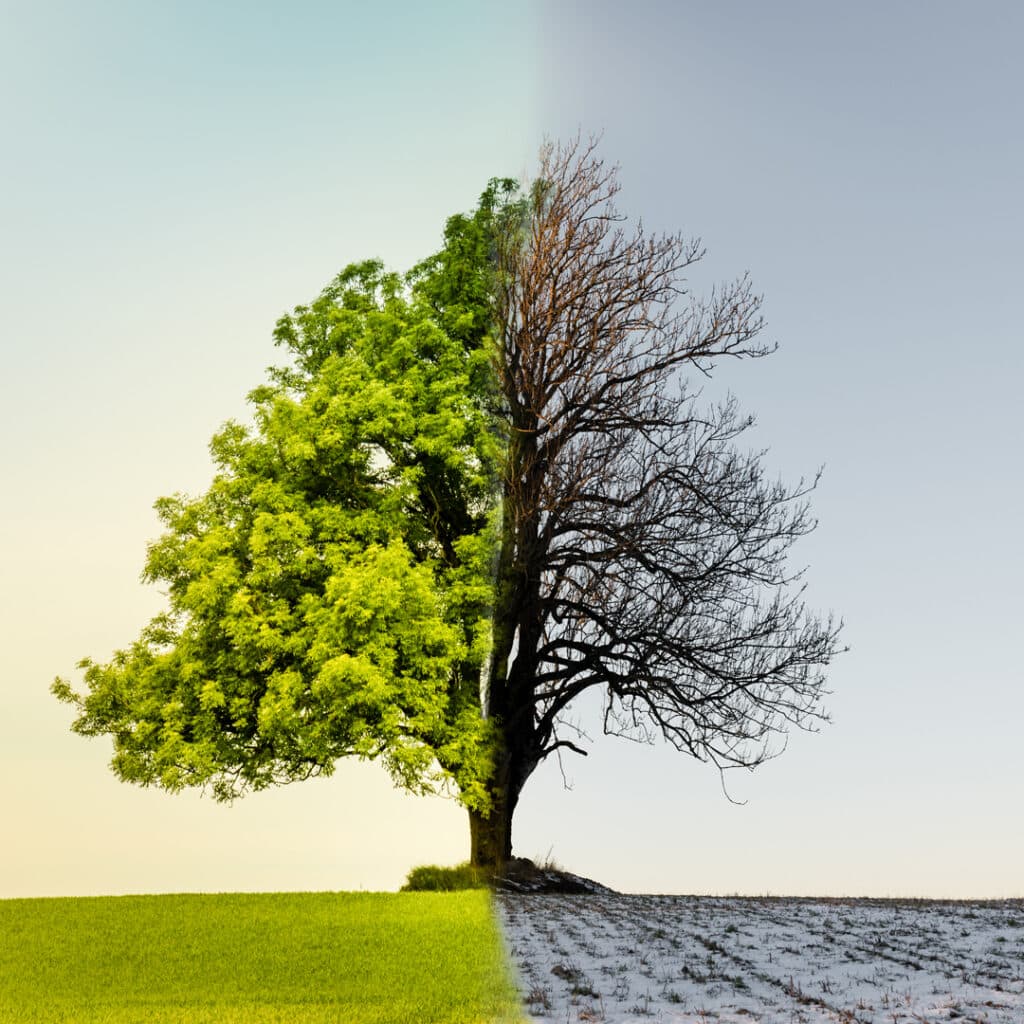Tree in a field showing change of seasons