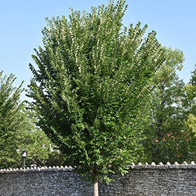 Elm, 'Princeton'