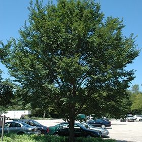 Elm, 'Triumph'