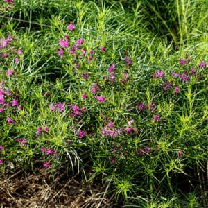 'Iron Butterfly' Vernonia