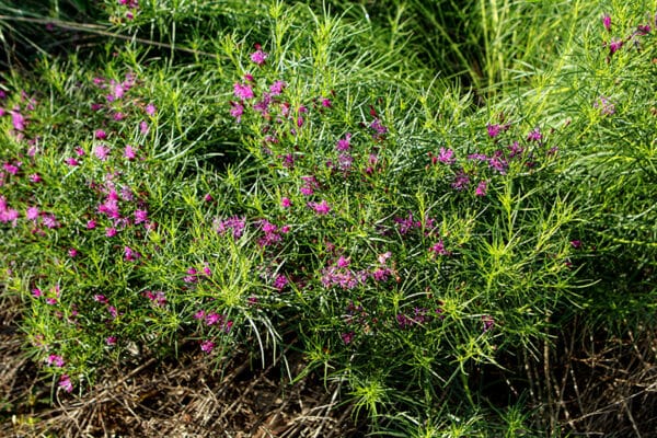 'Iron Butterfly' Vernonia