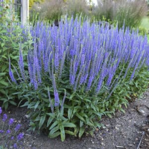 'Blue Skywalker' Veronica