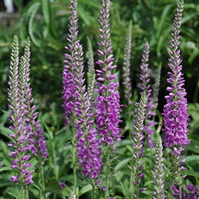 'Eveline' Veronica