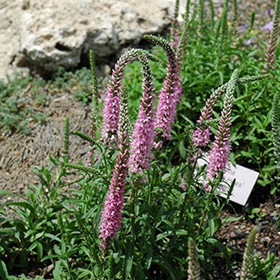 'Giles Van Hees' Veronica #1