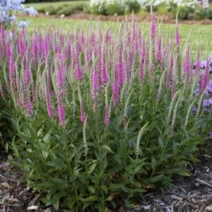 'Perfectly Picasso' Speedwell