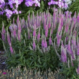 'Pink Potion' Veronica