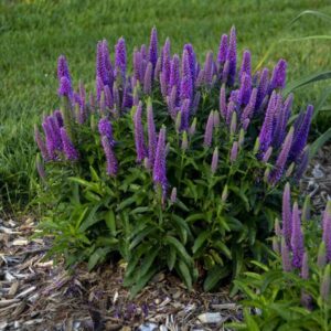 'Purple Illusion' Veronica