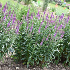 'Purple Leia ' Veronica