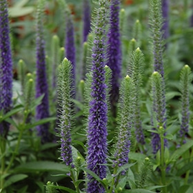 'Royal Candles' Veronica #1