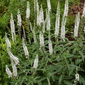'White' Speedwell