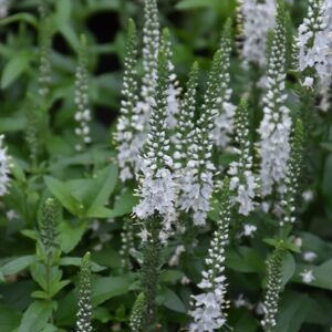 'White Wands' Speedwell