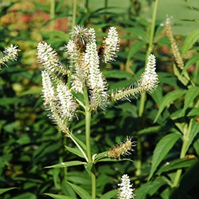 Culver's Root