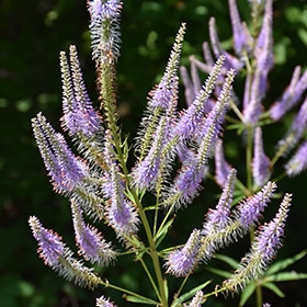 'Fascination' Culver's Root #1