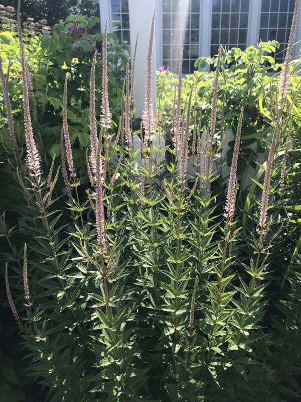 'Queen Of Diamonds' Culver's Root - Image 2