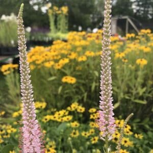'Queen Of Diamonds' Culver's Root