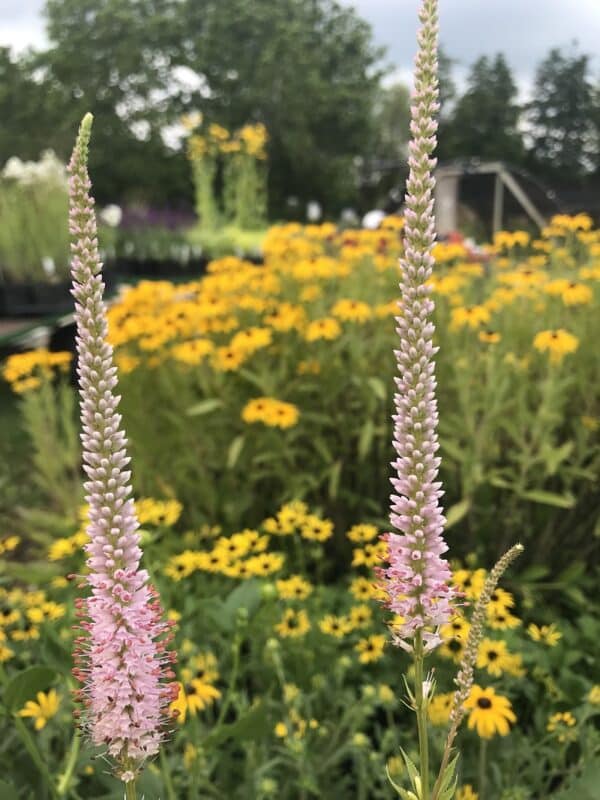 'Queen Of Diamonds' Culver's Root
